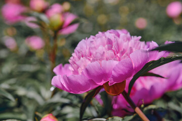 Beautiful
pink
peonies bloomed in the summer in a city park.
