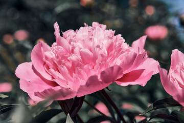 Beautiful
pink
peonies bloomed in the summer in a city park.