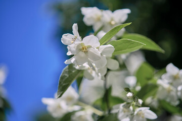 Beautiful
fragrant jasmine bloomed in the summer in a city park.