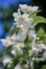 Beautiful
fragrant jasmine bloomed in the summer in a city park.