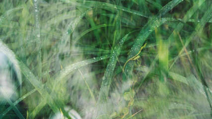 Drops Of Dew On A Grass