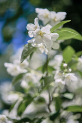 Beautiful
fragrant jasmine bloomed in the summer in a city park.