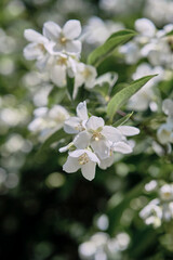 Beautiful
fragrant jasmine bloomed in the summer in a city park.