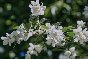 Fototapeta premium Beautiful fragrant jasmine bloomed in the summer in a city park.