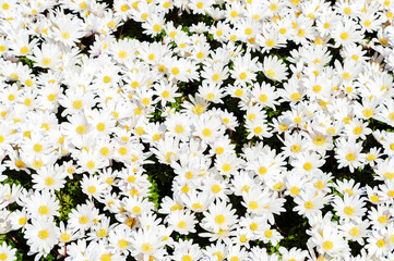 White daisies flower spring background
