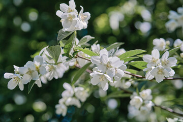 Beautiful
fragrant jasmine bloomed in the summer in a city park.