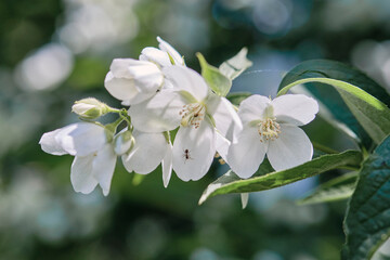 Beautiful
fragrant jasmine bloomed in the summer in a city park.