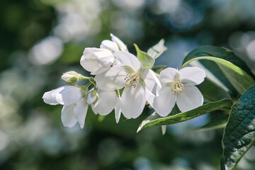 Beautiful
fragrant jasmine bloomed in the summer in a city park.