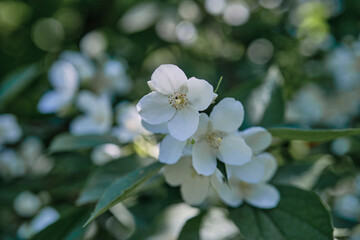 Beautiful
fragrant jasmine bloomed in the summer in a city park.