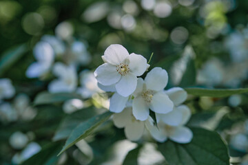 Beautiful
fragrant jasmine bloomed in the summer in a city park.