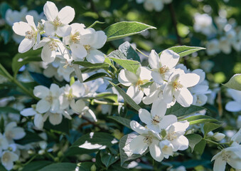 Beautiful
fragrant jasmine bloomed in the summer in a city park.
