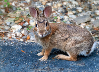 rabbit on the ground