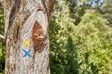 Balisage d'un chemin de randonnée sur un arbre