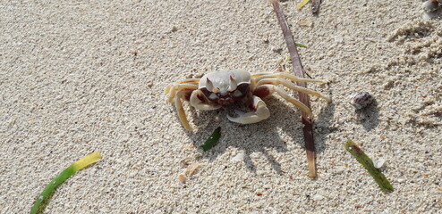Crab on the beach