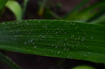 water drops on a green leaf