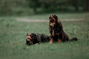 cavalier king charles spaniel