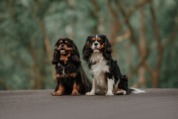 cavalier king charles spaniel