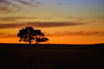 Fototapeta na wymiar Beautiful african sunset landscape and tree silhouette in savanna 