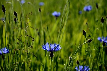 many blue cornflowers growing on a wheat field, floral background, wild blue flowers on a green fluffy background