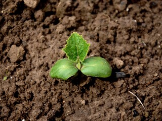 young small cucumber plant growing in the soil in the garden