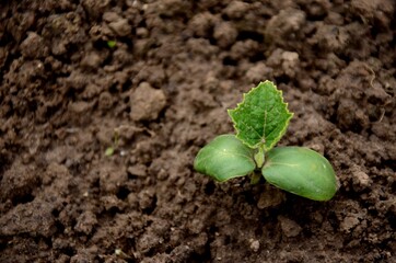 young small cucumber plant growing in the soil in the garden