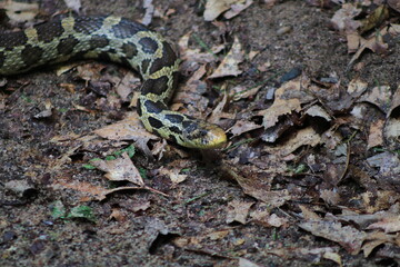 Non-venomous Eastern Fox Snake (Pantherophis vulpinus) also known as a Pine snake
