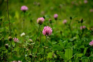 a group of pink clovers  growing in a green meadow in the evening light, floral background of wildflowers