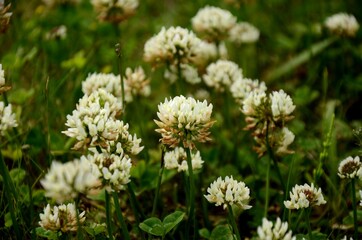 close up white clovers growing in a meadow in the evening light, floral background of wildflowers