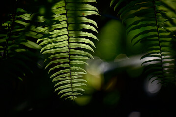 Beautyful ferns leaves green foliage natural floral fern background in sunlight.