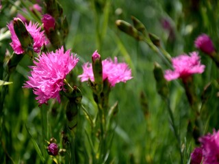 close up pink carnations growing on a flowerbed. bright flowers on a background of blurred green leaves. 