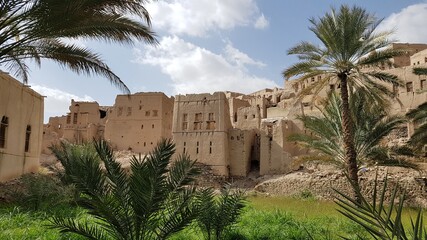 palm trees in the desert