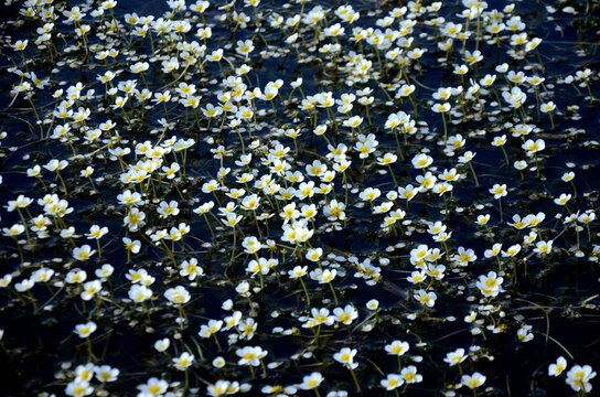 Batrachium trichophyllum bloom on dark water. Small white mei flowers algae  on the surface of the pond.  