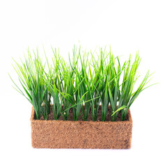 Artificial grass like real as modern evergreen ecological decoration for interiors of house, malls, restaurants. isolated on white background for design collage