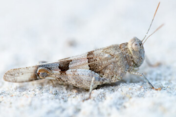 Macro closeup  of grasshopper on sand.