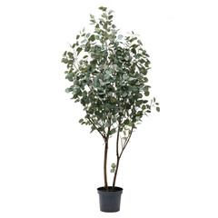 Artificial eucaliptus tree like real as modern evergreen ecological decoration for interiors of house, malls, restaurants. isolated on white background for design collage