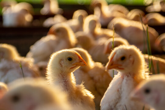 Broiler Chick On Pasture