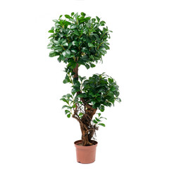Artificial ficus microcarpa moclame tree like real as modern evergreen ecological decoration for interiors of house, malls, restaurants. isolated on white background for design collage