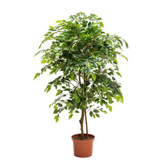 Artificial ficus tree like real as modern evergreen ecological decoration for interiors of house,...