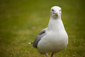 Seagull in garden
