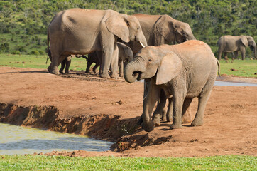 African animals, elephants drinking water, ADDO nature reserve, South Africa
