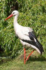 White stork (in german Weißstorch or Klapperstorch) Ciconia ciconia