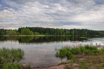 Obraz premium forest lake in the evening, twilight. In the background, pine trees are reflected in the water.