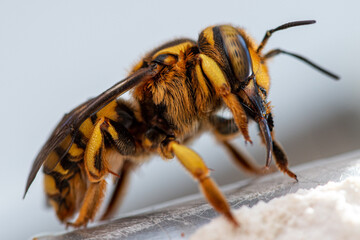 Macro closeup of wool carder bee