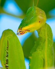 Closeup macro of preying mantis mandibles