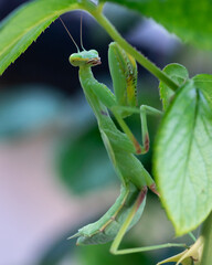 praying mantis on green stem