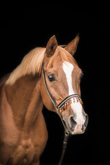 portrait of a beautiful and healthy arabian horse on a black background
