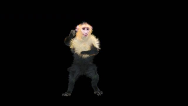 White-headed Capuchin, black monkey, monkeys Dance CG fur 3d rendering animal realistic CGI VFX Animation Loop  composition 3d mapping cartoon, with luma matte 