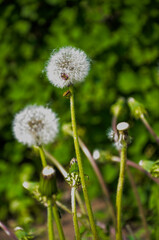 Naklejka premium dandelion on green background