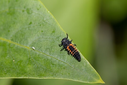 Ladybug larva on green leaf