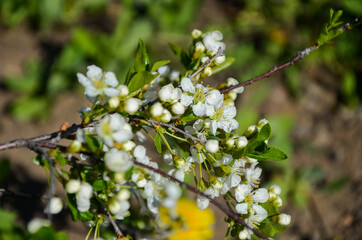 cherry blossom in spring